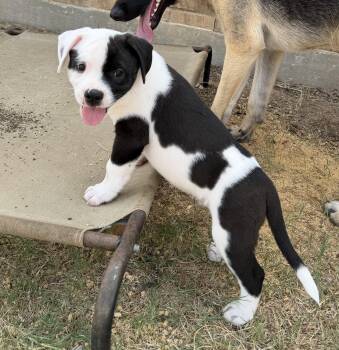 Bass -  Pit Bull Terrier and American Bulldog Dog for Adoption in Carrollton, Texas - Bass | PetCurious