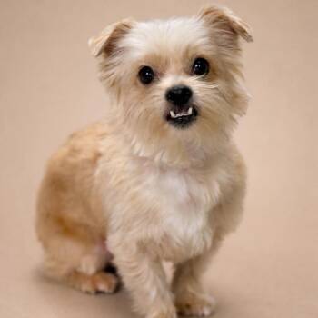 Terrier Dogs Available for Adoption - Shaggy: Cutest Underbite | PetCurious