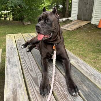 Roxy -  Cane Corso Dog for Adoption in Bedford, New Hampshire - Roxy | PetCurious