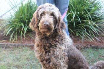 Standard Poodle and Mixed Breed Dogs Available for Adoption in Brunswick, Georgia - Cocoa | PetCurious