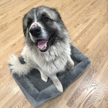 Oso -  Great Pyrenees and Mixed Breed Dog for Adoption in Chicago, Illinois - Oso | PetCurious