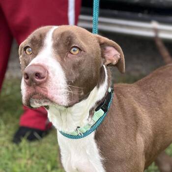 Hank -  American Staffordshire Terrier Dog for Adoption in Spring, Texas - Hank | PetCurious