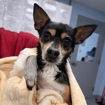 Bentley -  Chihuahua and Miniature Pinscher Dog for Adoption in Martinsville, Virginia - Bentley | PetCurious