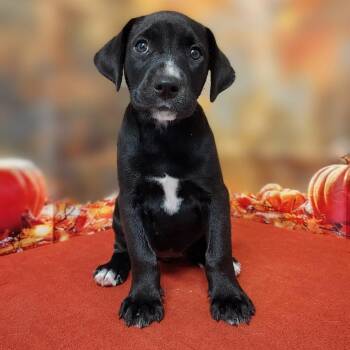 Venus -  Labrador Retriever and Mixed Breed Dog for Adoption in Griswold, Connecticut - Venus | PetCurious
