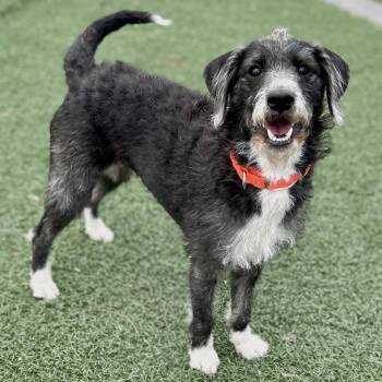 Rescue Terrier Dogs for Adoption in Fullerton, Pennsylvania - Iris | PetCurious