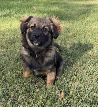 KODIAK THE HANDSOME -  Chihuahua and Pomeranian Dog for Adoption in Woodland, California - KODIAK THE HANDSOME | PetCurious