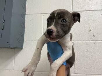BAILEY -  Pit Bull Terrier Dog for Adoption in San Bernardino, California - BAILEY | PetCurious