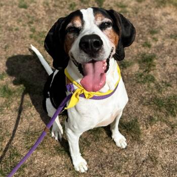 Rescue Treeing Walker Coonhound Dogs for Adoption in Fort Wayne, Indiana - Zero | PetCurious