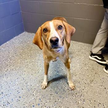 Hound and Mixed Breed Dogs Available for Adoption in Tuscaloosa, Alabama - TUSC-Stray-84369 | PetCurious