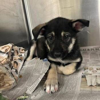 Clank -  Mixed Breed Dog for Adoption in Knoxville, Tennessee - Clank | PetCurious