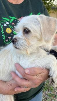 Terrier Dogs Available for Adoption in Boone, Colorado - Arthur | PetCurious