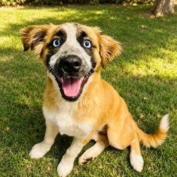 Addie -  Australian Shepherd and Mixed Breed Dog for Adoption in Cedarburg, Wisconsin - Addie | PetCurious