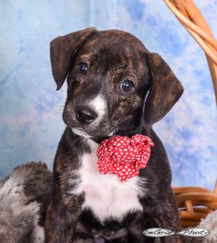 Labrador Retriever Dogs Available for Adoption in Pittsboro, North Carolina - Morticia | PetCurious