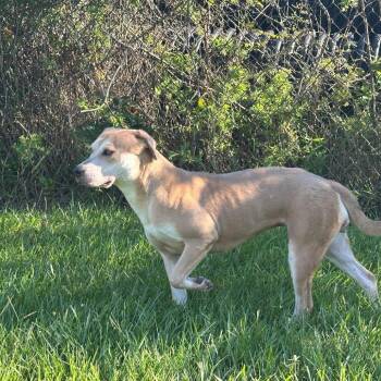 Rescue Hound and Labrador Retriever Dogs for Adoption in Orangeburg, South Carolina - Cactus | PetCurious