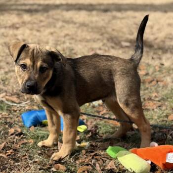 Saint Bernard Dogs Available for Adoption - Ty | PetCurious