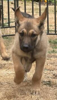 Heather -  German Shepherd Dog Dog for Adoption in Seattle, Washington - Heather | PetCurious