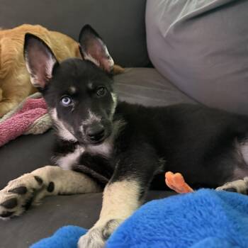 Misha -  German Shepherd Dog and Siberian Husky Dog for Adoption in Richmond, Virginia - Misha | PetCurious
