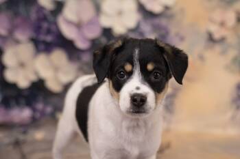 Australian Cattle Dog Blue Heeler and Terrier Dogs Available for Adoption in Whitestown, Indiana - Gwenie | PetCurious