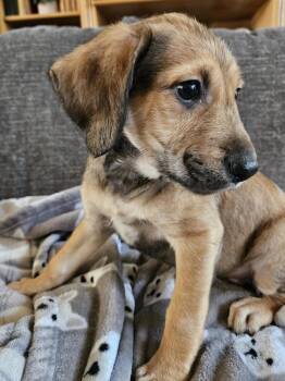 Wrigley -  Terrier Dog for Adoption in Youngsville, North Carolina - Wrigley | PetCurious
