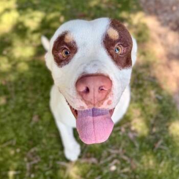 Romeo -  Mixed Breed Dog for Adoption in Milton, Florida - Romeo | PetCurious
