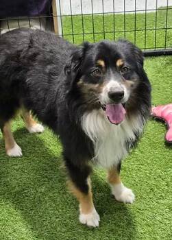 Kane -  Australian Shepherd Dog for Adoption in Racine, Wisconsin - Kane | PetCurious