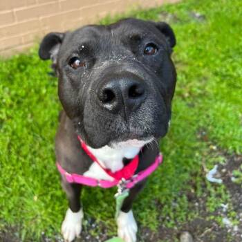 Mixed Breed Dogs Available for Adoption in Pittsburgh, Pennsylvania - Craisin | PetCurious