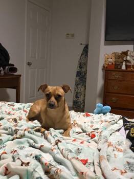 Chihuahua Dogs Available for Adoption - Sage | PetCurious