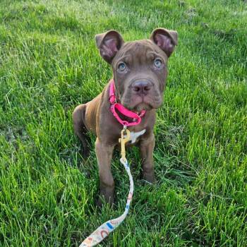 Pit Bull Terrier Dogs Available for Adoption in Jarrettsville, Maryland - Quincy | PetCurious
