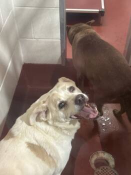 Rescue Labrador Retriever and Chihuahua Dogs for Adoption in Marietta, Georgia - (879) | PetCurious