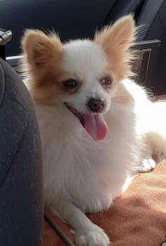 Papillon Dogs Available for Adoption in Montgomery, Texas - Fancy | PetCurious