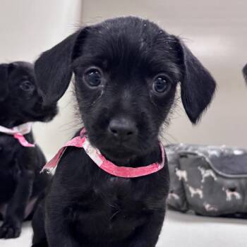 Celeste -  Chihuahua and Mixed Breed Dog for Adoption in Yuma, Arizona - Celeste | PetCurious