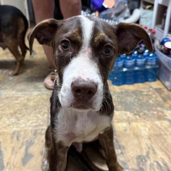 Plucky Ducky -  Mixed Breed Dog for Adoption in Columbia, South Carolina - Plucky Ducky | PetCurious