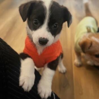 Rescue Terrier and Mixed Breed Dogs for Adoption in Alma, Wisconsin - Flora | PetCurious