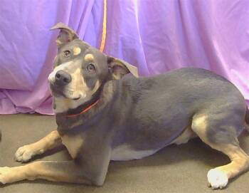 Rescue Pit Bull Terrier and Mixed Breed Dogs for Adoption in Sacramento, California - TAROT | PetCurious