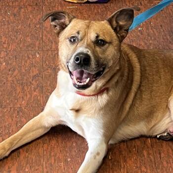 Knight -  German Shepherd Dog and Mixed Breed Dog for Adoption in East St. Louis, Illinois - Knight | PetCurious