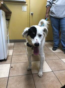 Cypress -  English Setter Dog for Adoption in Greenfield, Indiana - Cypress | PetCurious