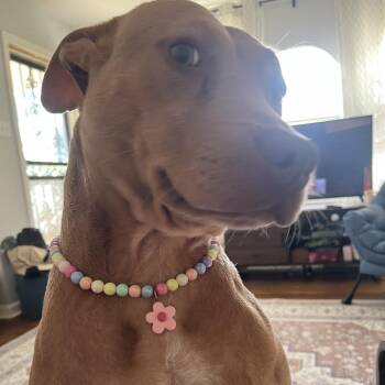 Hebe Magnolia (formerly Lil Mama) -  Mixed Breed Dog for Adoption in Bartlett, Tennessee - Hebe Magnolia (formerly Lil Mama) | PetCurious