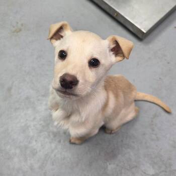Mixed Breed Dogs Available for Adoption - Holly | PetCurious