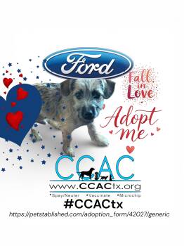 Terrier and Chihuahua Dogs Available for Adoption - Ford- Built Just Right For You | PetCurious
