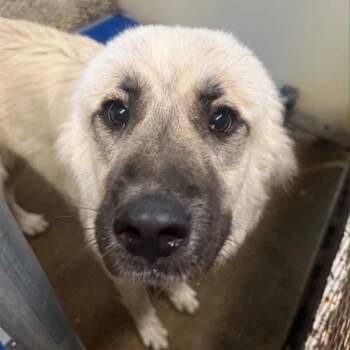 Ceasar -  Anatolian Shepherd Dog for Adoption in Stephenville, Texas - Ceasar | PetCurious
