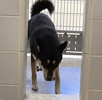 Richard Stephens -  Siberian Husky and Mixed Breed Dog for Adoption in Gastonia, North Carolina - Richard Stephens | PetCurious