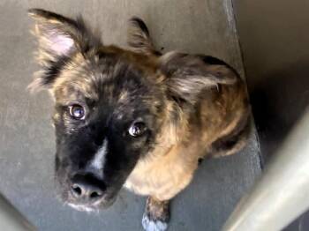 Australian Shepherd and Mixed Breed Dogs Available for Adoption in Tustin, California - BORIS | PetCurious