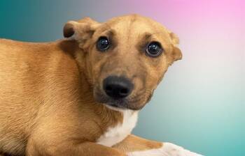 ANNA -  Black Mouth Cur and Mixed Breed Dog for Adoption in Fort Lauderdale, Florida - ANNA | PetCurious