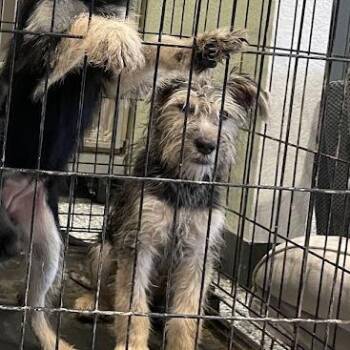 JR -  Mixed Breed Dog for Adoption in Port Charlotte, Florida - JR | PetCurious
