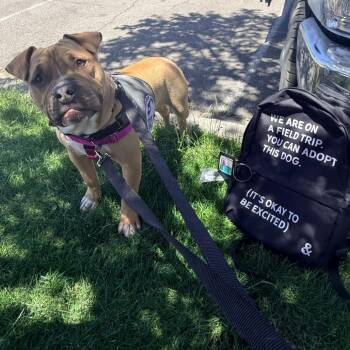 Kian -  Pit Bull Terrier and Mixed Breed Dog for Adoption in Murray, Utah - Kian | PetCurious