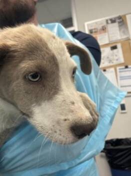 Swirl -  Cattle Dog and Mixed Breed Dog for Adoption in Fresno, California - Swirl | PetCurious
