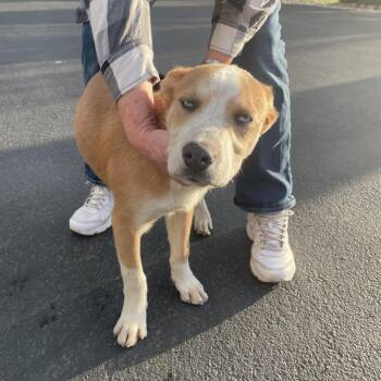 Hardee -  Mixed Breed Dog for Adoption in Tacoma, Washington - Hardee | PetCurious