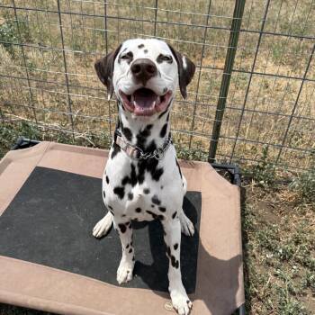 Burger -  Dalmatian Dog for Adoption in Fort Collins, Colorado - Burger | PetCurious