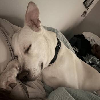 Labrador Retriever Dogs Available for Adoption in Austin, Texas - Autumn Equinox | PetCurious