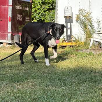 Rescue Border Collie Dogs for Adoption in Fosters, Alabama - DENNY -Fostered In NY!! | PetCurious